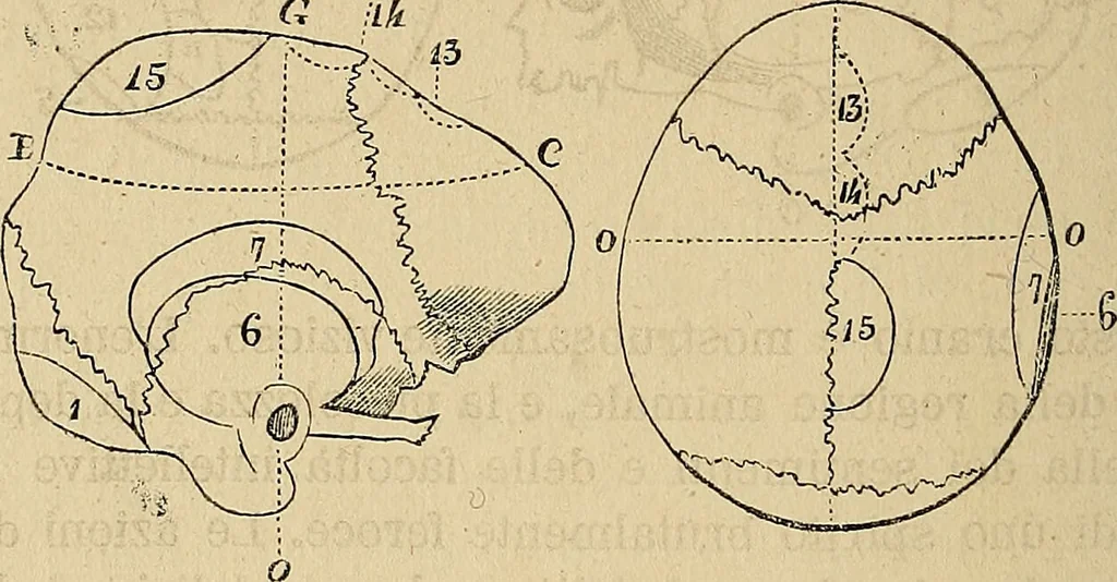 An illustration from Questioni filosofiche, sociali, mediche e medico-forensi : trattate coi principii della fisiologia del cervello / pel Dottore Biagio G. Miraglia., 1883, leaf 342