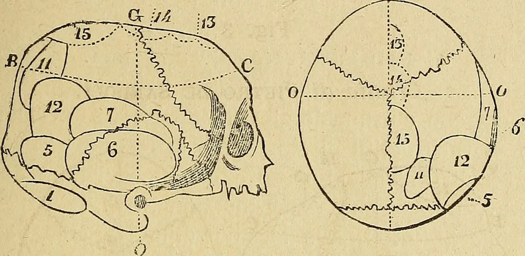 An illustration from Questioni filosofiche, sociali, mediche e medico-forensi : trattate coi principii della fisiologia del cervello / pel Dottore Biagio G. Miraglia., 1883, leaf 343