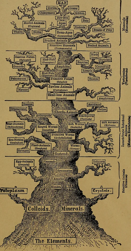 An illustration from The origin of life and process of reproduction in plants and animals : with the anatomy and physiology of the human generative system, male and female, and the causes, prevention and cure of the special diseases to which it is liable : a plain, practical treatise, for popular use / by Dr. F. Hollick ; illustrated by engravings and colored plates., 1902, leaf 1027