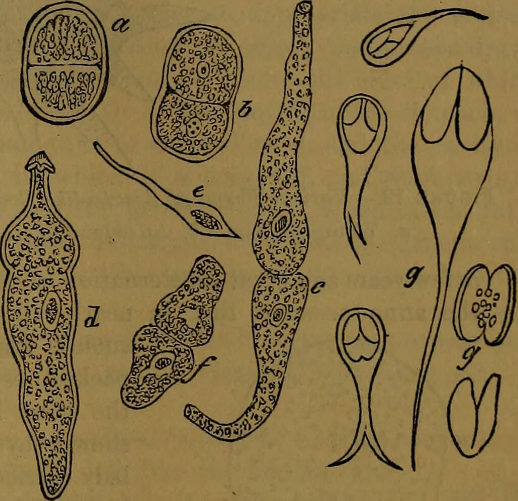 An illustration from The origin of life and process of reproduction in plants and animals : with the anatomy and physiology of the human generative system, male and female, and the causes, prevention and cure of the special diseases to which it is liable : a plain, practical treatise, for popular use / by Dr. F. Hollick ; illustrated by engravings and colored plates., 1902, leaf 103