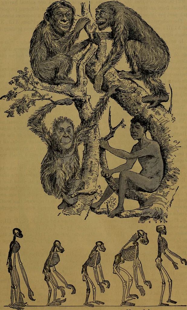 An illustration from The origin of life and process of reproduction in plants and animals : with the anatomy and physiology of the human generative system, male and female, and the causes, prevention and cure of the special diseases to which it is liable : a plain, practical treatise, for popular use / by Dr. F. Hollick ; illustrated by engravings and colored plates., 1902, leaf 1031