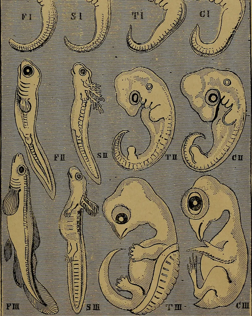 An illustration from The origin of life and process of reproduction in plants and animals : with the anatomy and physiology of the human generative system, male and female, and the causes, prevention and cure of the special diseases to which it is liable : a plain, practical treatise, for popular use / by Dr. F. Hollick ; illustrated by engravings and colored plates., 1902, leaf 1033