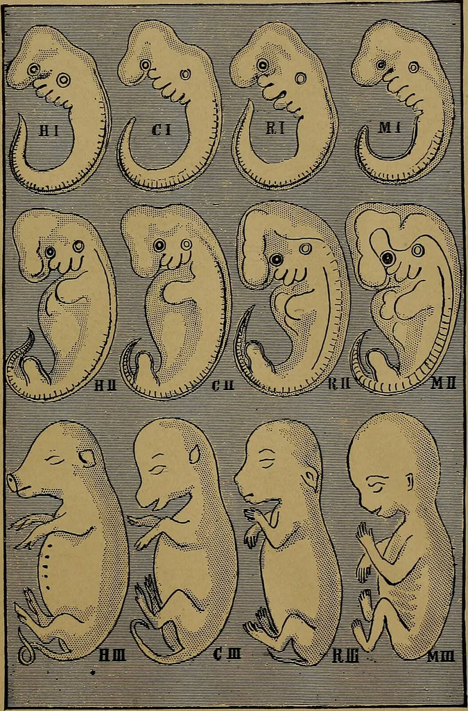 An illustration from The origin of life and process of reproduction in plants and animals : with the anatomy and physiology of the human generative system, male and female, and the causes, prevention and cure of the special diseases to which it is liable : a plain, practical treatise, for popular use / by Dr. F. Hollick ; illustrated by engravings and colored plates., 1902, leaf 1035