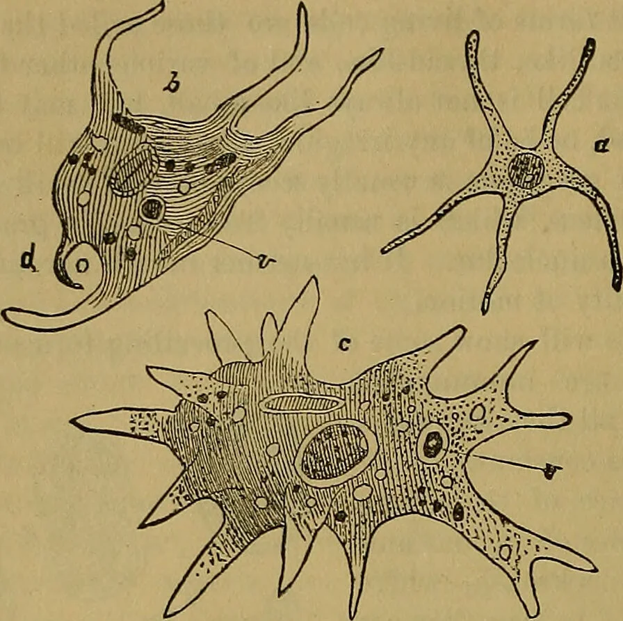 An illustration from The origin of life and process of reproduction in plants and animals : with the anatomy and physiology of the human generative system, male and female, and the causes, prevention and cure of the special diseases to which it is liable : a plain, practical treatise, for popular use / by Dr. F. Hollick ; illustrated by engravings and colored plates., 1902, leaf 104