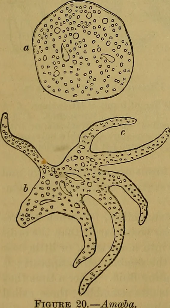 An illustration from The origin of life and process of reproduction in plants and animals : with the anatomy and physiology of the human generative system, male and female, and the causes, prevention and cure of the special diseases to which it is liable : a plain, practical treatise, for popular use / by Dr. F. Hollick ; illustrated by engravings and colored plates., 1902, leaf 104