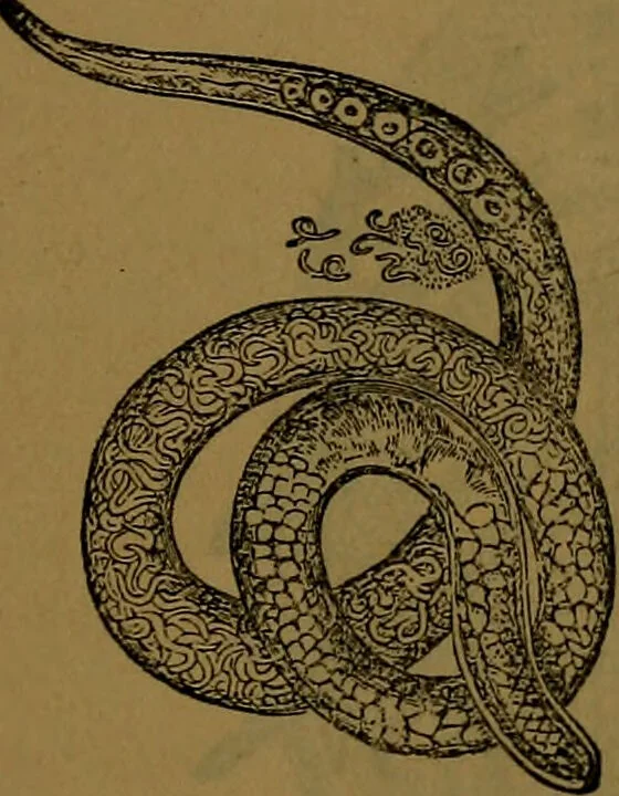 An illustration from The origin of life and process of reproduction in plants and animals : with the anatomy and physiology of the human generative system, male and female, and the causes, prevention and cure of the special diseases to which it is liable : a plain, practical treatise, for popular use / by Dr. F. Hollick ; illustrated by engravings and colored plates., 1902, leaf 109
