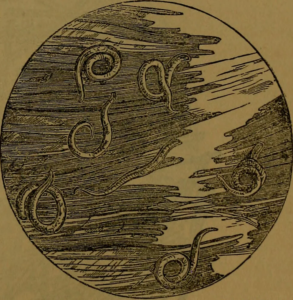 An illustration from The origin of life and process of reproduction in plants and animals : with the anatomy and physiology of the human generative system, male and female, and the causes, prevention and cure of the special diseases to which it is liable : a plain, practical treatise, for popular use / by Dr. F. Hollick ; illustrated by engravings and colored plates., 1902, leaf 109