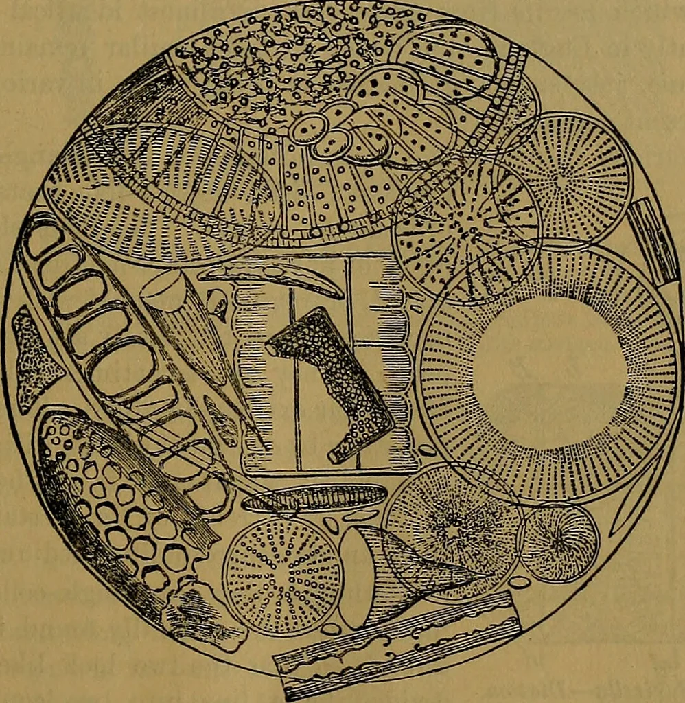 An illustration from The origin of life and process of reproduction in plants and animals : with the anatomy and physiology of the human generative system, male and female, and the causes, prevention and cure of the special diseases to which it is liable : a plain, practical treatise, for popular use / by Dr. F. Hollick ; illustrated by engravings and colored plates., 1902, leaf 111
