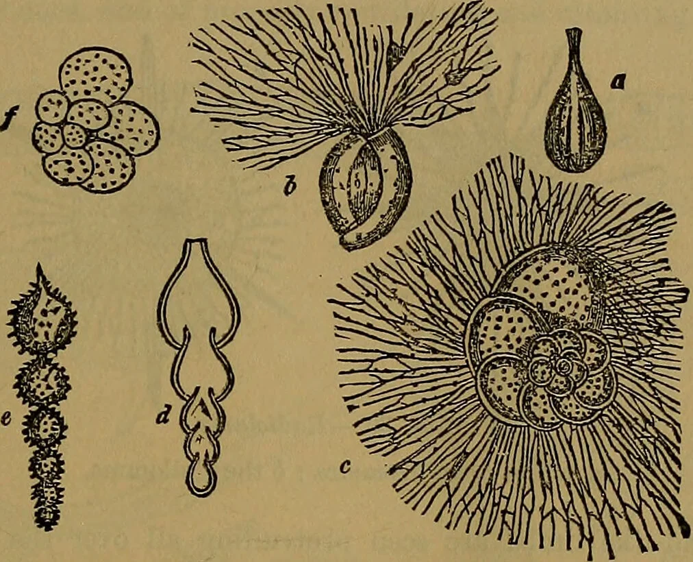 An illustration from The origin of life and process of reproduction in plants and animals : with the anatomy and physiology of the human generative system, male and female, and the causes, prevention and cure of the special diseases to which it is liable : a plain, practical treatise, for popular use / by Dr. F. Hollick ; illustrated by engravings and colored plates., 1902, leaf 113