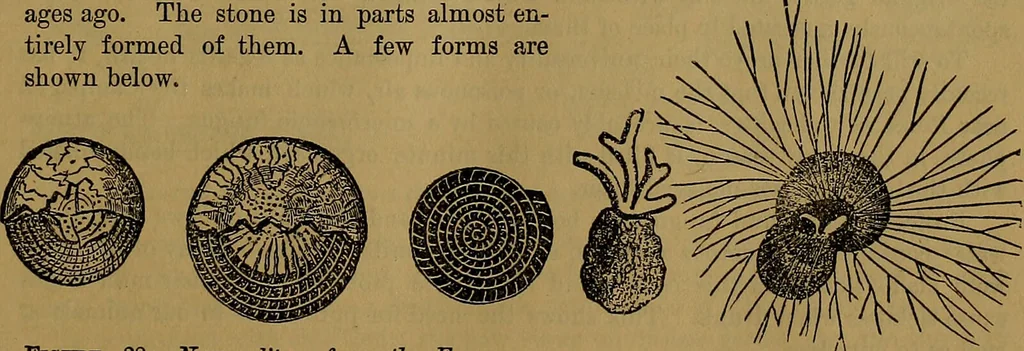 An illustration from The origin of life and process of reproduction in plants and animals : with the anatomy and physiology of the human generative system, male and female, and the causes, prevention and cure of the special diseases to which it is liable : a plain, practical treatise, for popular use / by Dr. F. Hollick ; illustrated by engravings and colored plates., 1902, leaf 113