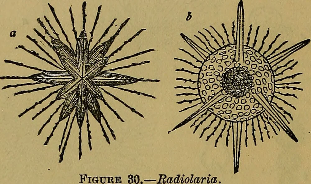 An illustration from The origin of life and process of reproduction in plants and animals : with the anatomy and physiology of the human generative system, male and female, and the causes, prevention and cure of the special diseases to which it is liable : a plain, practical treatise, for popular use / by Dr. F. Hollick ; illustrated by engravings and colored plates., 1902, leaf 114