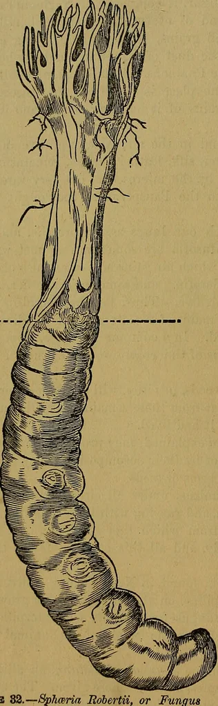 An illustration from The origin of life and process of reproduction in plants and animals : with the anatomy and physiology of the human generative system, male and female, and the causes, prevention and cure of the special diseases to which it is liable : a plain, practical treatise, for popular use / by Dr. F. Hollick ; illustrated by engravings and colored plates., 1902, leaf 122