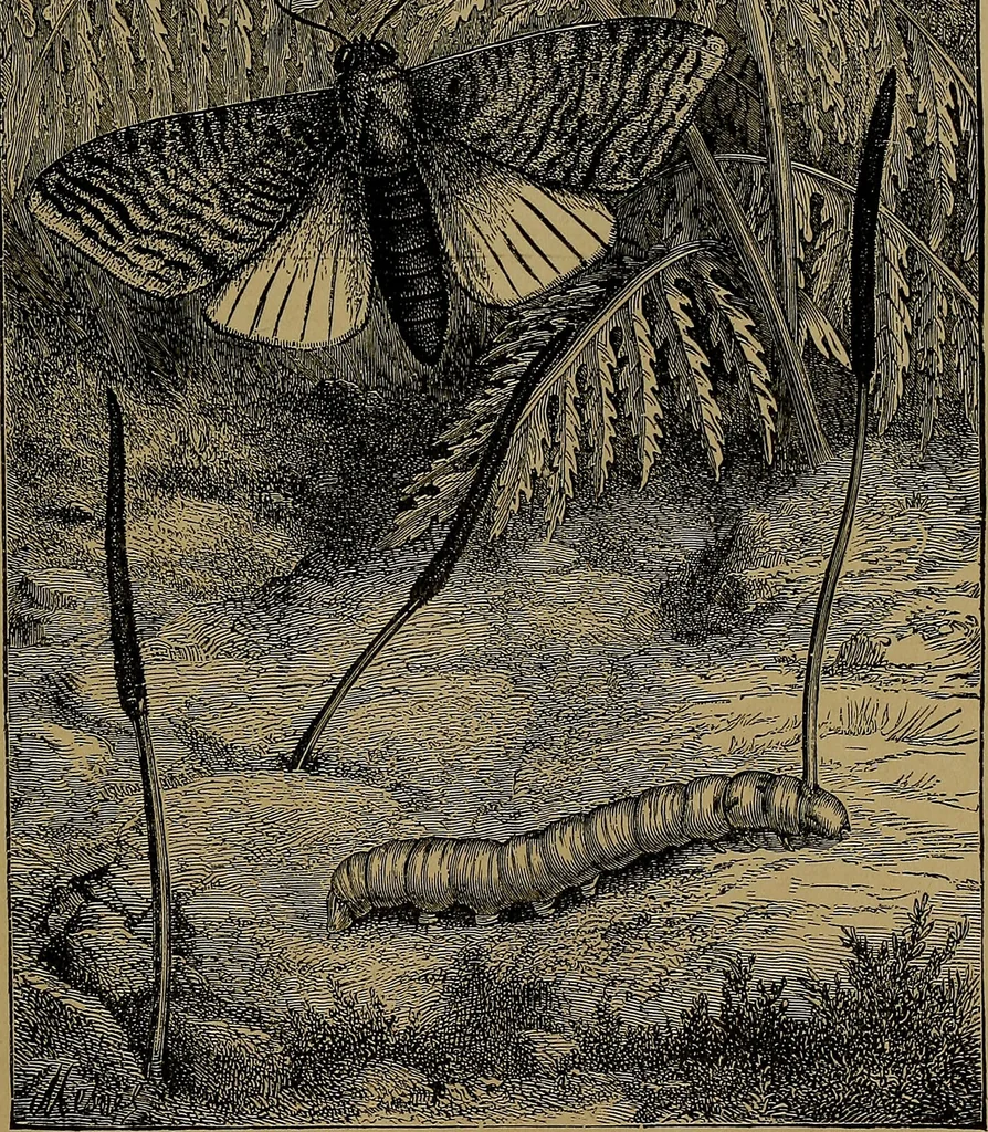 An illustration from The origin of life and process of reproduction in plants and animals : with the anatomy and physiology of the human generative system, male and female, and the causes, prevention and cure of the special diseases to which it is liable : a plain, practical treatise, for popular use / by Dr. F. Hollick ; illustrated by engravings and colored plates., 1902, leaf 123