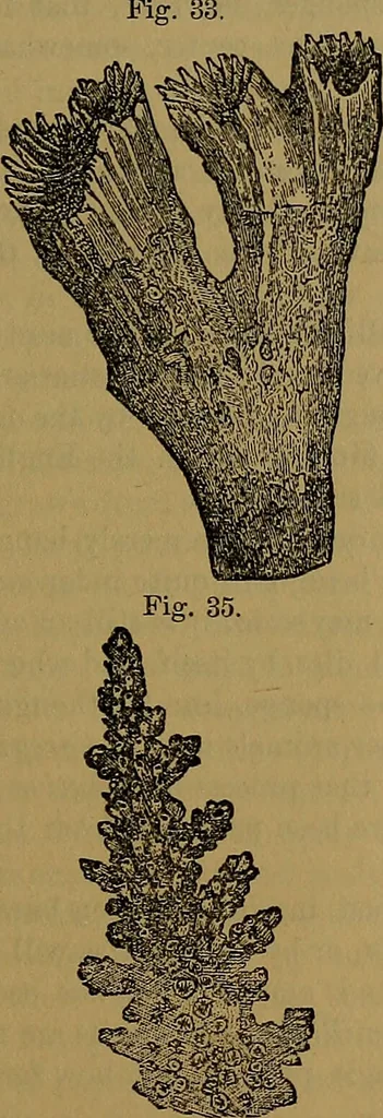 An illustration from The origin of life and process of reproduction in plants and animals : with the anatomy and physiology of the human generative system, male and female, and the causes, prevention and cure of the special diseases to which it is liable : a plain, practical treatise, for popular use / by Dr. F. Hollick ; illustrated by engravings and colored plates., 1902, leaf 131