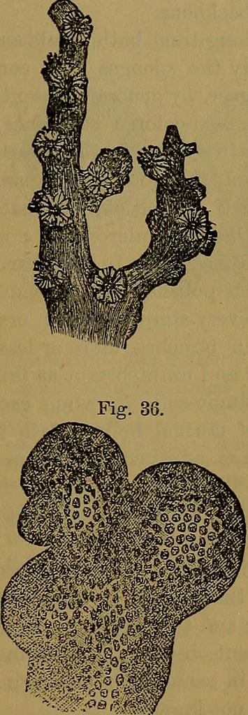 An illustration from The origin of life and process of reproduction in plants and animals : with the anatomy and physiology of the human generative system, male and female, and the causes, prevention and cure of the special diseases to which it is liable : a plain, practical treatise, for popular use / by Dr. F. Hollick ; illustrated by engravings and colored plates., 1902, leaf 131