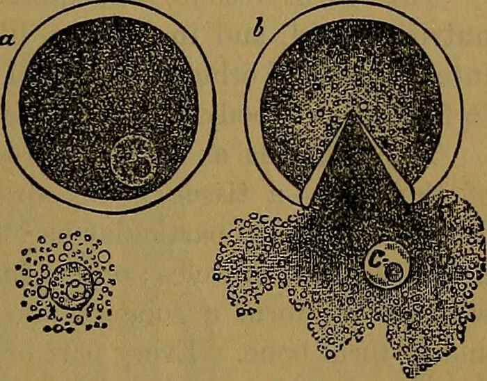 An illustration from The origin of life and process of reproduction in plants and animals : with the anatomy and physiology of the human generative system, male and female, and the causes, prevention and cure of the special diseases to which it is liable : a plain, practical treatise, for popular use / by Dr. F. Hollick ; illustrated by engravings and colored plates., 1902, leaf 133