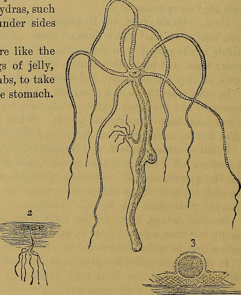 An illustration from The origin of life and process of reproduction in plants and animals : with the anatomy and physiology of the human generative system, male and female, and the causes, prevention and cure of the special diseases to which it is liable : a plain, practical treatise, for popular use / by Dr. F. Hollick ; illustrated by engravings and colored plates., 1902, leaf 164