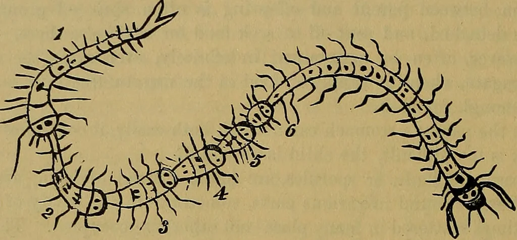 An illustration from The origin of life and process of reproduction in plants and animals : with the anatomy and physiology of the human generative system, male and female, and the causes, prevention and cure of the special diseases to which it is liable : a plain, practical treatise, for popular use / by Dr. F. Hollick ; illustrated by engravings and colored plates., 1902, leaf 166
