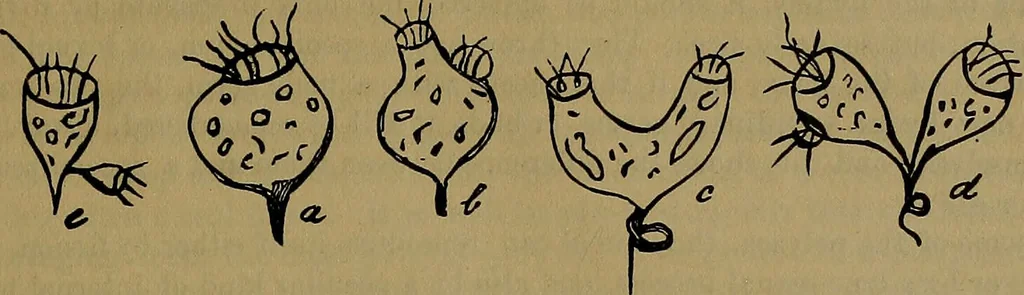 An illustration from The origin of life and process of reproduction in plants and animals : with the anatomy and physiology of the human generative system, male and female, and the causes, prevention and cure of the special diseases to which it is liable : a plain, practical treatise, for popular use / by Dr. F. Hollick ; illustrated by engravings and colored plates., 1902, leaf 167