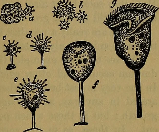 An illustration from The origin of life and process of reproduction in plants and animals : with the anatomy and physiology of the human generative system, male and female, and the causes, prevention and cure of the special diseases to which it is liable : a plain, practical treatise, for popular use / by Dr. F. Hollick ; illustrated by engravings and colored plates., 1902, leaf 167