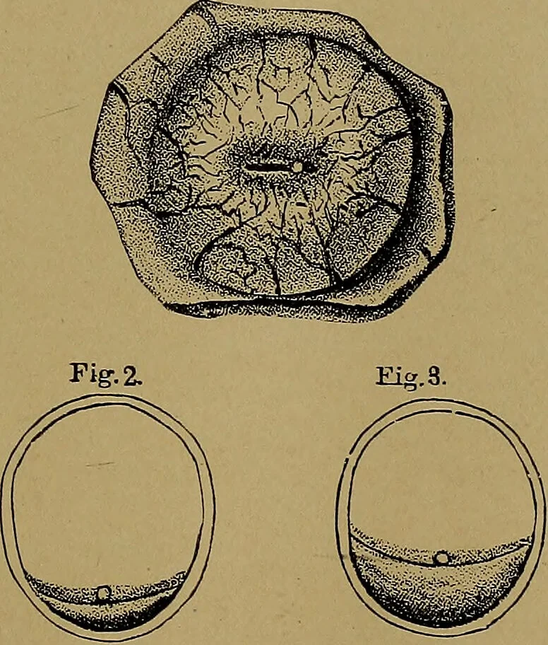 An illustration from The origin of life and process of reproduction in plants and animals : with the anatomy and physiology of the human generative system, male and female, and the causes, prevention and cure of the special diseases to which it is liable : a plain, practical treatise, for popular use / by Dr. F. Hollick ; illustrated by engravings and colored plates., 1902, leaf 193