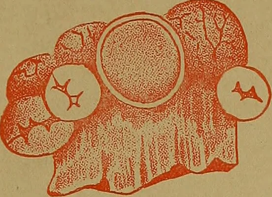 An illustration from The origin of life and process of reproduction in plants and animals : with the anatomy and physiology of the human generative system, male and female, and the causes, prevention and cure of the special diseases to which it is liable : a plain, practical treatise, for popular use / by Dr. F. Hollick ; illustrated by engravings and colored plates., 1902, leaf 201