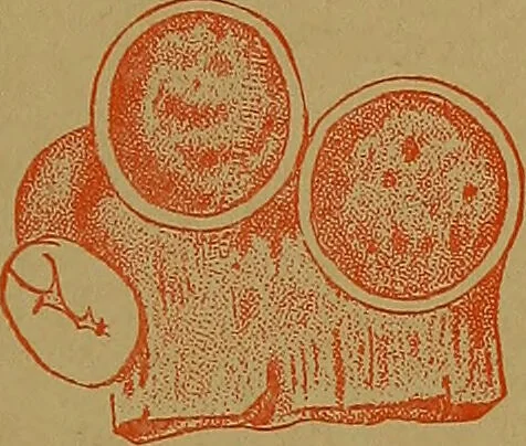 An illustration from The origin of life and process of reproduction in plants and animals : with the anatomy and physiology of the human generative system, male and female, and the causes, prevention and cure of the special diseases to which it is liable : a plain, practical treatise, for popular use / by Dr. F. Hollick ; illustrated by engravings and colored plates., 1902, leaf 201