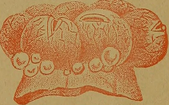 An illustration from The origin of life and process of reproduction in plants and animals : with the anatomy and physiology of the human generative system, male and female, and the causes, prevention and cure of the special diseases to which it is liable : a plain, practical treatise, for popular use / by Dr. F. Hollick ; illustrated by engravings and colored plates., 1902, leaf 201