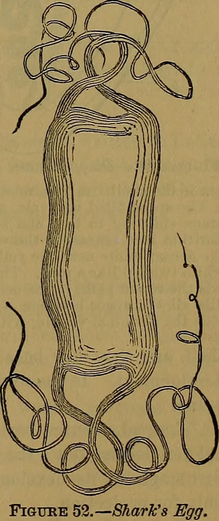 An illustration from The origin of life and process of reproduction in plants and animals : with the anatomy and physiology of the human generative system, male and female, and the causes, prevention and cure of the special diseases to which it is liable : a plain, practical treatise, for popular use / by Dr. F. Hollick ; illustrated by engravings and colored plates., 1902, leaf 203