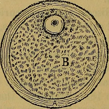 An illustration from The origin of life and process of reproduction in plants and animals : with the anatomy and physiology of the human generative system, male and female, and the causes, prevention and cure of the special diseases to which it is liable : a plain, practical treatise, for popular use / by Dr. F. Hollick ; illustrated by engravings and colored plates., 1902, leaf 204