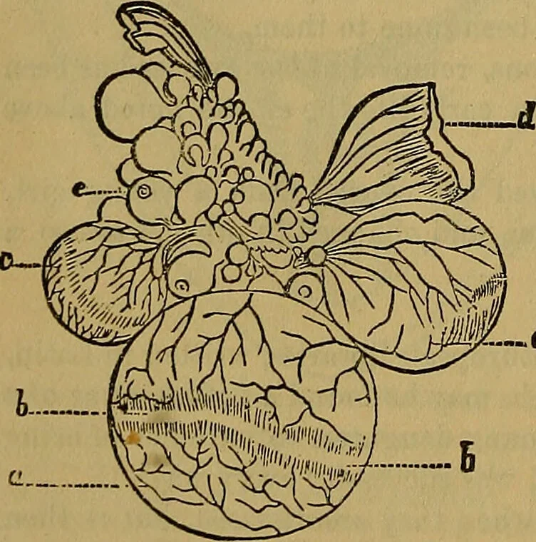 An illustration from The origin of life and process of reproduction in plants and animals : with the anatomy and physiology of the human generative system, male and female, and the causes, prevention and cure of the special diseases to which it is liable : a plain, practical treatise, for popular use / by Dr. F. Hollick ; illustrated by engravings and colored plates., 1902, leaf 206