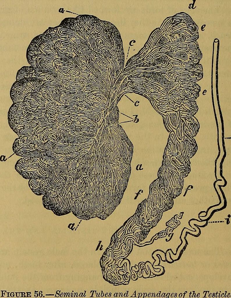 An illustration from The origin of life and process of reproduction in plants and animals : with the anatomy and physiology of the human generative system, male and female, and the causes, prevention and cure of the special diseases to which it is liable : a plain, practical treatise, for popular use / by Dr. F. Hollick ; illustrated by engravings and colored plates., 1902, leaf 208