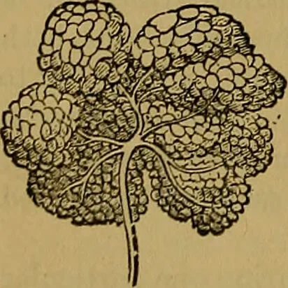 An illustration from The origin of life and process of reproduction in plants and animals : with the anatomy and physiology of the human generative system, male and female, and the causes, prevention and cure of the special diseases to which it is liable : a plain, practical treatise, for popular use / by Dr. F. Hollick ; illustrated by engravings and colored plates., 1902, leaf 214