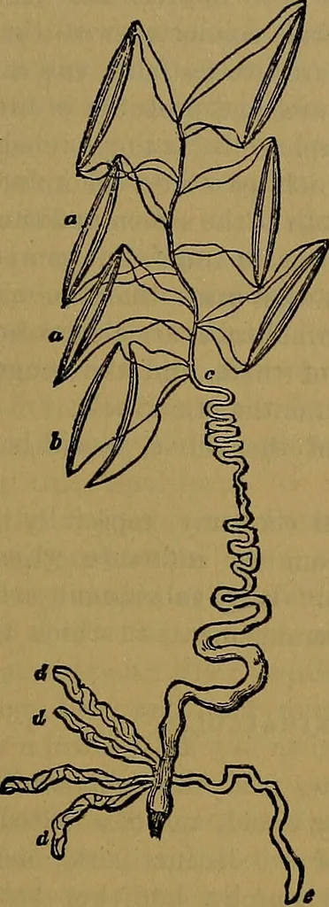 An illustration from The origin of life and process of reproduction in plants and animals : with the anatomy and physiology of the human generative system, male and female, and the causes, prevention and cure of the special diseases to which it is liable : a plain, practical treatise, for popular use / by Dr. F. Hollick ; illustrated by engravings and colored plates., 1902, leaf 215