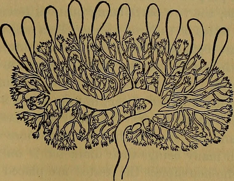 An illustration from The origin of life and process of reproduction in plants and animals : with the anatomy and physiology of the human generative system, male and female, and the causes, prevention and cure of the special diseases to which it is liable : a plain, practical treatise, for popular use / by Dr. F. Hollick ; illustrated by engravings and colored plates., 1902, leaf 215
