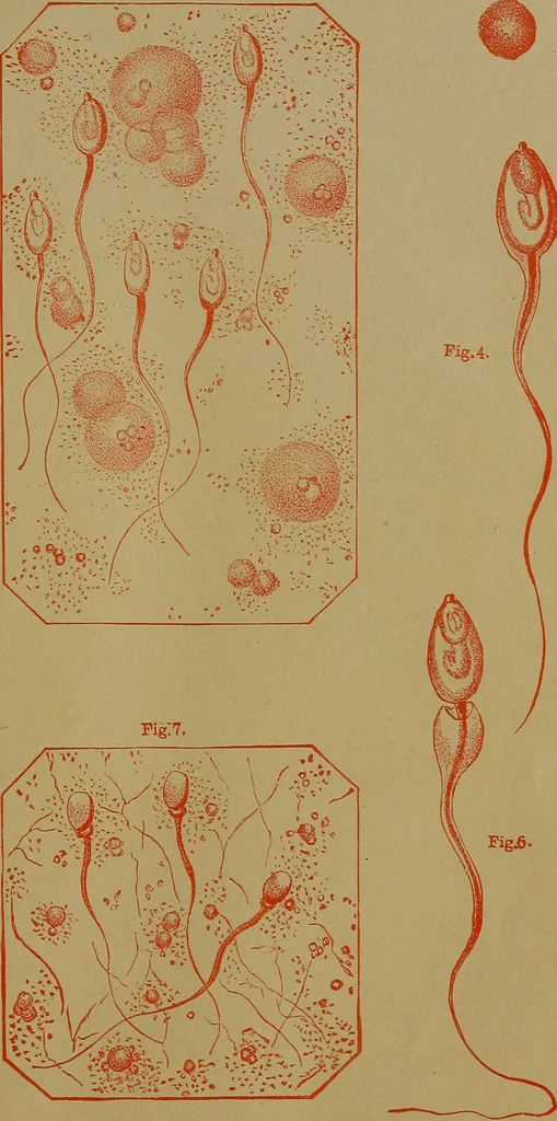 An illustration from The origin of life and process of reproduction in plants and animals : with the anatomy and physiology of the human generative system, male and female, and the causes, prevention and cure of the special diseases to which it is liable : a plain, practical treatise, for popular use / by Dr. F. Hollick ; illustrated by engravings and colored plates., 1902, leaf 225