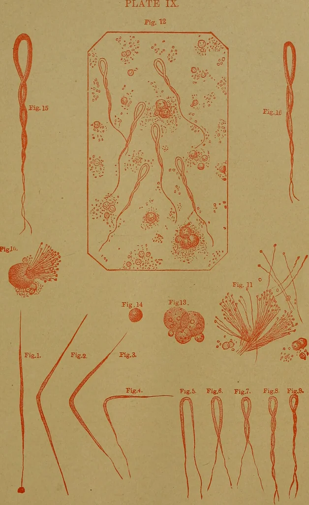An illustration from The origin of life and process of reproduction in plants and animals : with the anatomy and physiology of the human generative system, male and female, and the causes, prevention and cure of the special diseases to which it is liable : a plain, practical treatise, for popular use / by Dr. F. Hollick ; illustrated by engravings and colored plates., 1902, leaf 229