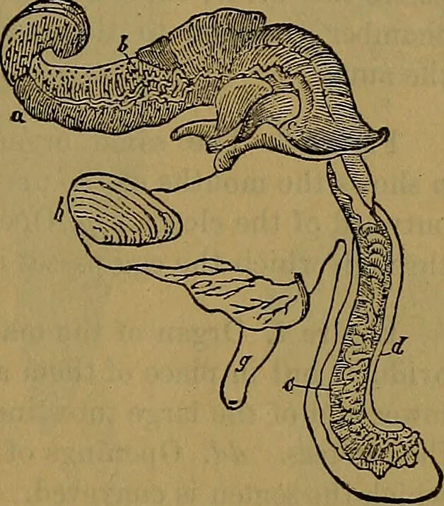 An illustration from The origin of life and process of reproduction in plants and animals : with the anatomy and physiology of the human generative system, male and female, and the causes, prevention and cure of the special diseases to which it is liable : a plain, practical treatise, for popular use / by Dr. F. Hollick ; illustrated by engravings and colored plates., 1902, leaf 263
