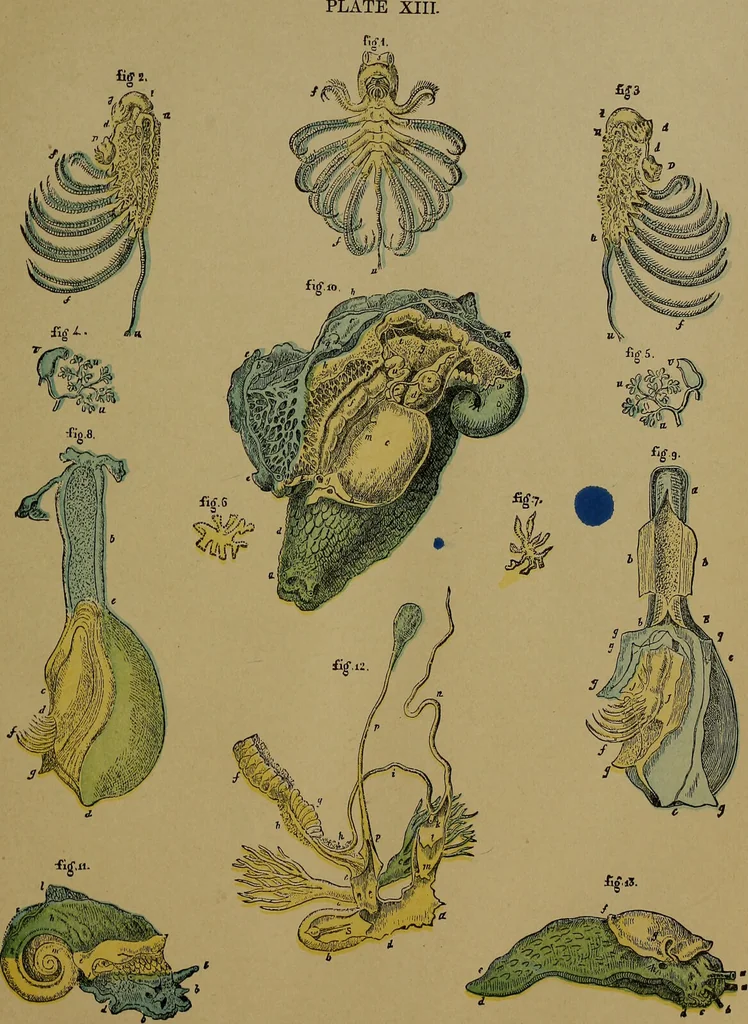 An illustration from The origin of life and process of reproduction in plants and animals : with the anatomy and physiology of the human generative system, male and female, and the causes, prevention and cure of the special diseases to which it is liable : a plain, practical treatise, for popular use / by Dr. F. Hollick ; illustrated by engravings and colored plates., 1902, leaf 271