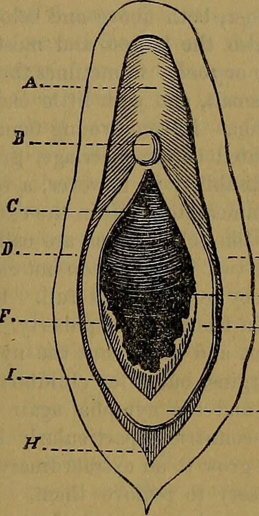 An illustration from The origin of life and process of reproduction in plants and animals : with the anatomy and physiology of the human generative system, male and female, and the causes, prevention and cure of the special diseases to which it is liable : a plain, practical treatise, for popular use / by Dr. F. Hollick ; illustrated by engravings and colored plates., 1902, leaf 277