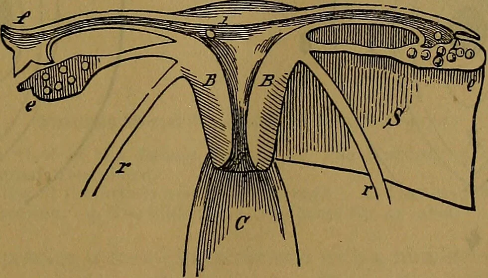 An illustration from The origin of life and process of reproduction in plants and animals : with the anatomy and physiology of the human generative system, male and female, and the causes, prevention and cure of the special diseases to which it is liable : a plain, practical treatise, for popular use / by Dr. F. Hollick ; illustrated by engravings and colored plates., 1902, leaf 285
