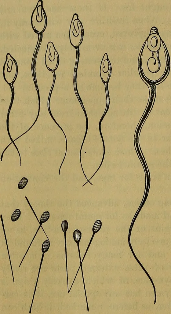 An illustration from The origin of life and process of reproduction in plants and animals : with the anatomy and physiology of the human generative system, male and female, and the causes, prevention and cure of the special diseases to which it is liable : a plain, practical treatise, for popular use / by Dr. F. Hollick ; illustrated by engravings and colored plates., 1902, leaf 286
