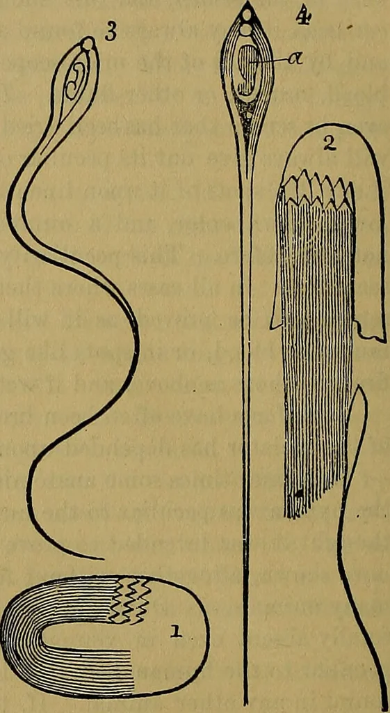 An illustration from The origin of life and process of reproduction in plants and animals : with the anatomy and physiology of the human generative system, male and female, and the causes, prevention and cure of the special diseases to which it is liable : a plain, practical treatise, for popular use / by Dr. F. Hollick ; illustrated by engravings and colored plates., 1902, leaf 286