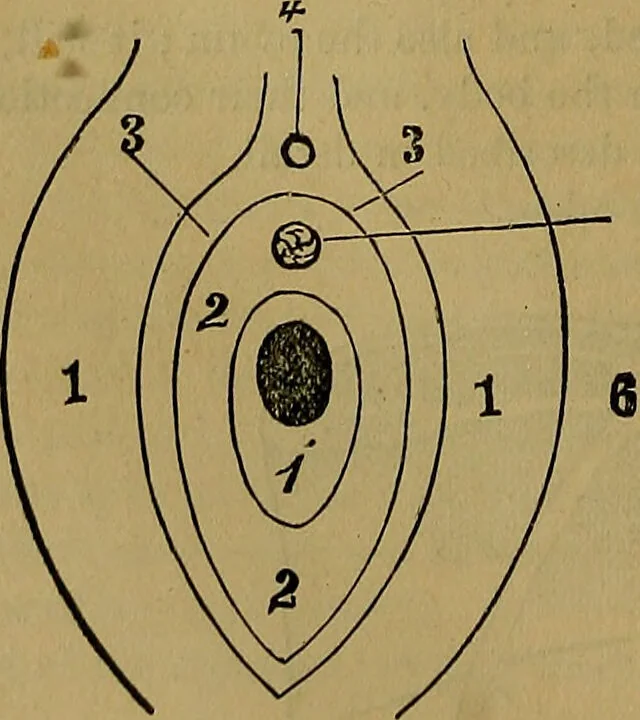 An illustration from The origin of life and process of reproduction in plants and animals : with the anatomy and physiology of the human generative system, male and female, and the causes, prevention and cure of the special diseases to which it is liable : a plain, practical treatise, for popular use / by Dr. F. Hollick ; illustrated by engravings and colored plates., 1902, leaf 286