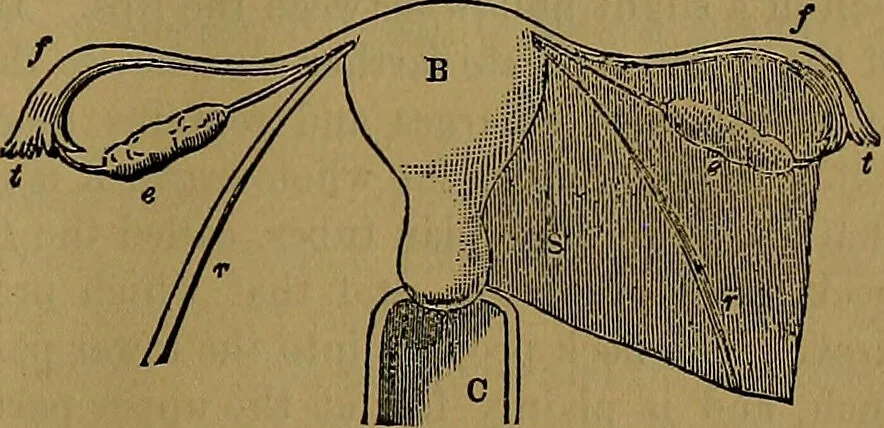 An illustration from The origin of life and process of reproduction in plants and animals : with the anatomy and physiology of the human generative system, male and female, and the causes, prevention and cure of the special diseases to which it is liable : a plain, practical treatise, for popular use / by Dr. F. Hollick ; illustrated by engravings and colored plates., 1902, leaf 293