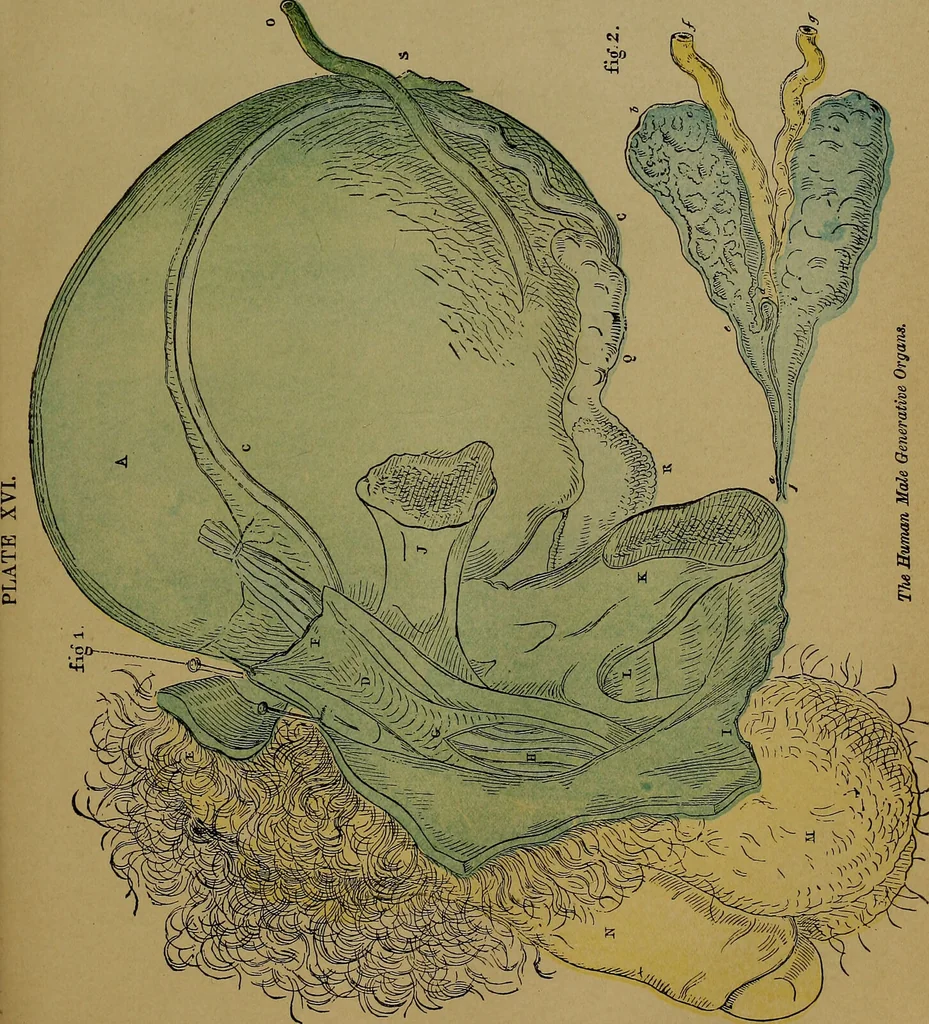 An illustration from The origin of life and process of reproduction in plants and animals : with the anatomy and physiology of the human generative system, male and female, and the causes, prevention and cure of the special diseases to which it is liable : a plain, practical treatise, for popular use / by Dr. F. Hollick ; illustrated by engravings and colored plates., 1902, leaf 303
