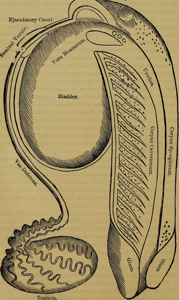 An illustration from The origin of life and process of reproduction in plants and animals : with the anatomy and physiology of the human generative system, male and female, and the causes, prevention and cure of the special diseases to which it is liable : a plain, practical treatise, for popular use / by Dr. F. Hollick ; illustrated by engravings and colored plates., 1902, leaf 314