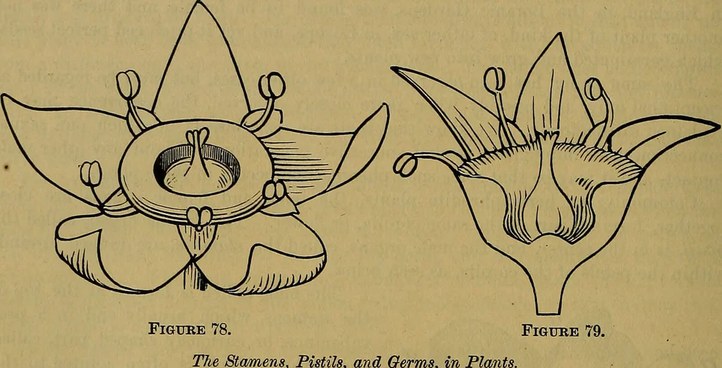 An illustration from The origin of life and process of reproduction in plants and animals : with the anatomy and physiology of the human generative system, male and female, and the causes, prevention and cure of the special diseases to which it is liable : a plain, practical treatise, for popular use / by Dr. F. Hollick ; illustrated by engravings and colored plates., 1902, leaf 344