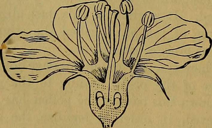 An illustration from The origin of life and process of reproduction in plants and animals : with the anatomy and physiology of the human generative system, male and female, and the causes, prevention and cure of the special diseases to which it is liable : a plain, practical treatise, for popular use / by Dr. F. Hollick ; illustrated by engravings and colored plates., 1902, leaf 344
