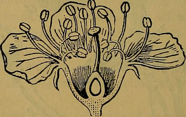 An illustration from The origin of life and process of reproduction in plants and animals : with the anatomy and physiology of the human generative system, male and female, and the causes, prevention and cure of the special diseases to which it is liable : a plain, practical treatise, for popular use / by Dr. F. Hollick ; illustrated by engravings and colored plates., 1902, leaf 344